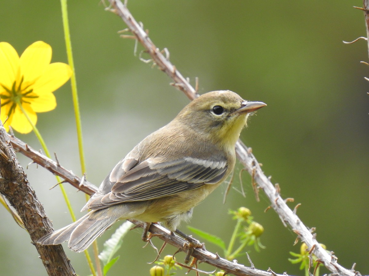 Pine Warbler - ML623688218