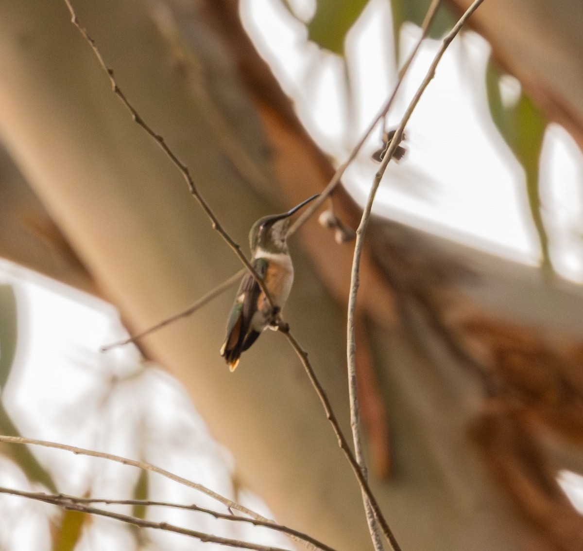 Colibrí Amatista - ML623688239