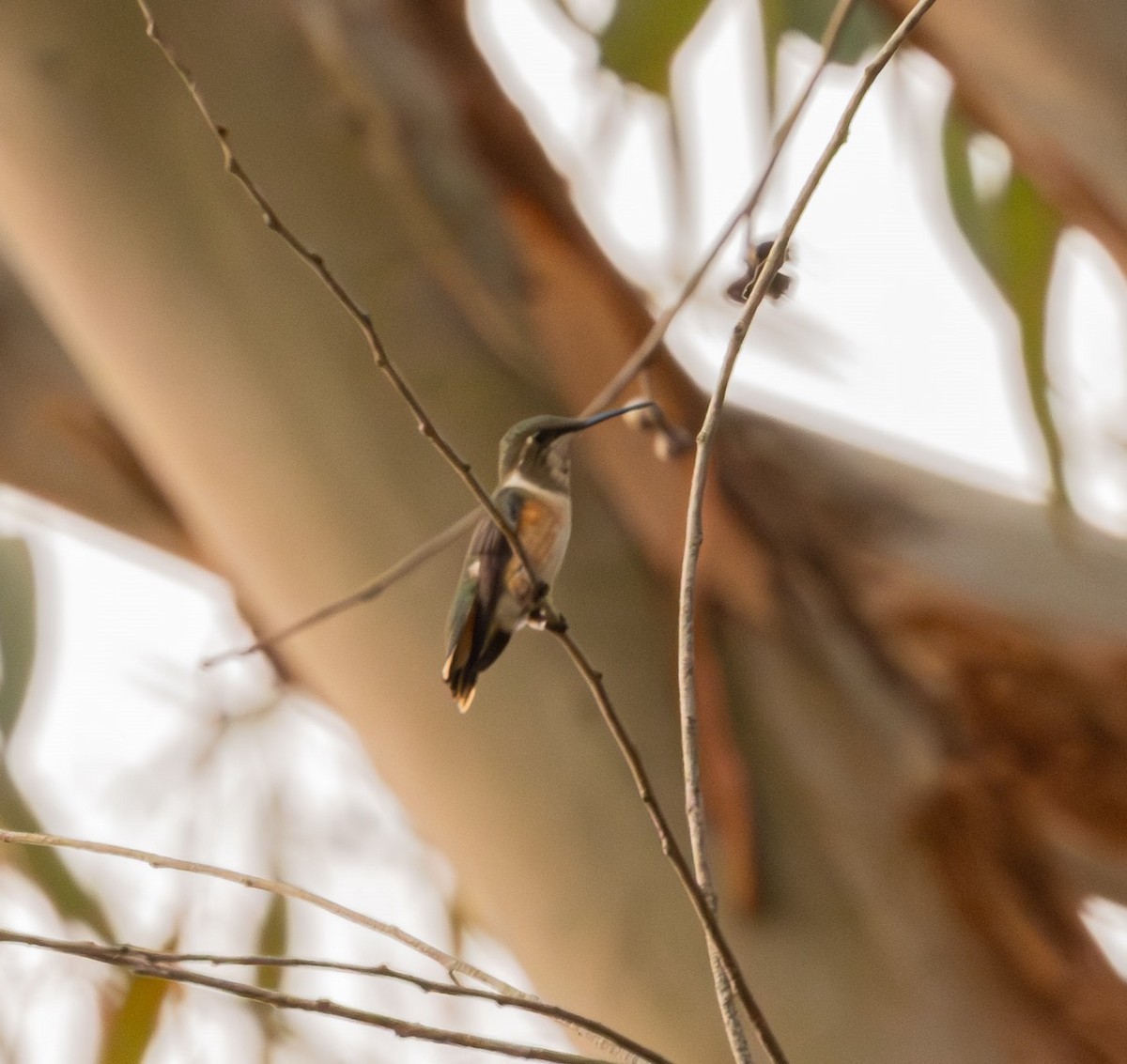 Colibrí Amatista - ML623688240