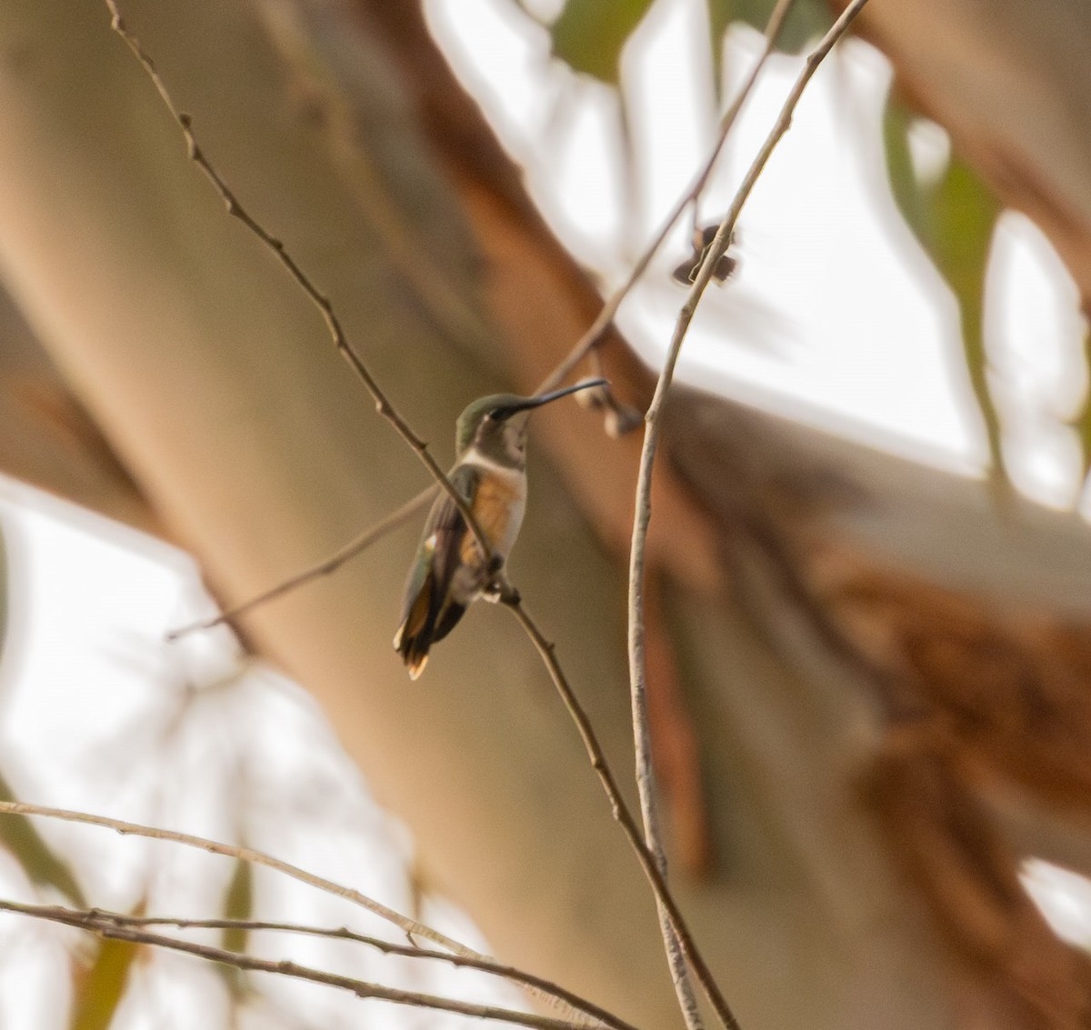 Colibrí Amatista - ML623688241