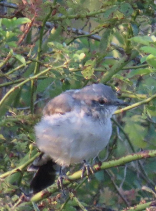 Northern Mockingbird - ML623688246