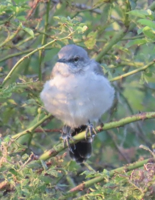 Northern Mockingbird - ML623688247