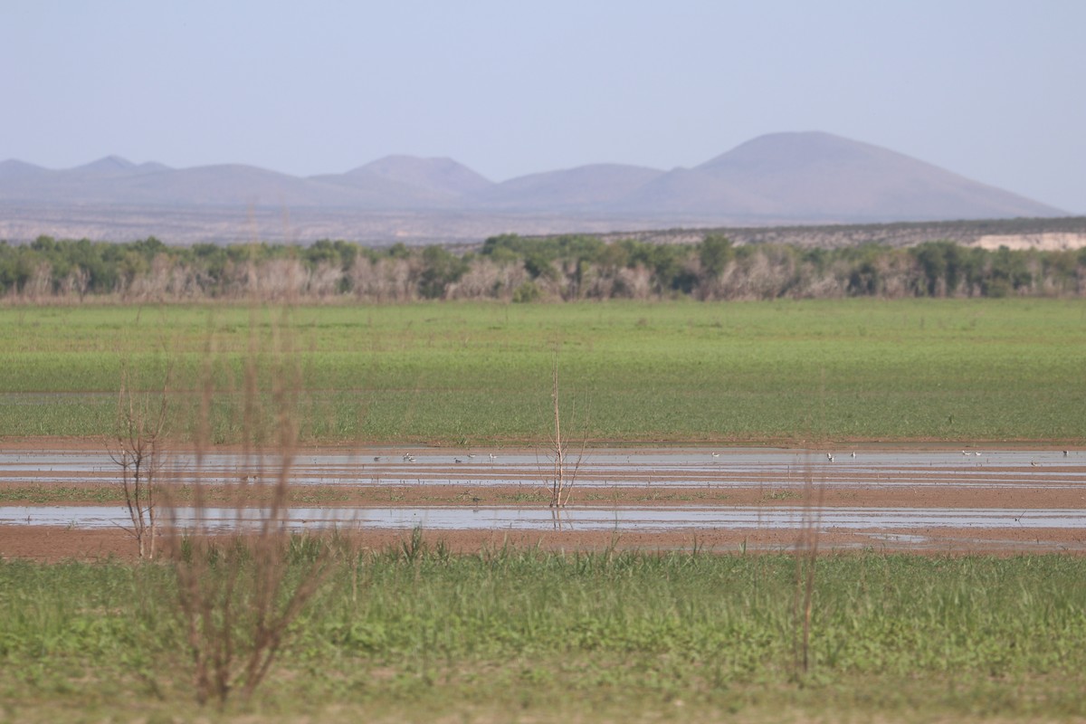 Red-necked Phalarope - ML623688248