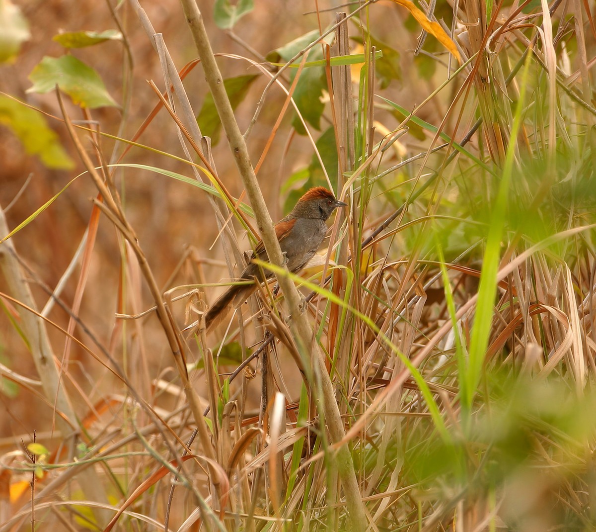 Cinereous-breasted Spinetail - ML623688249