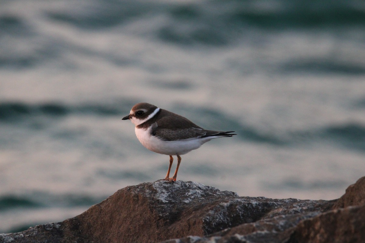 Semipalmated Plover - ML623688282