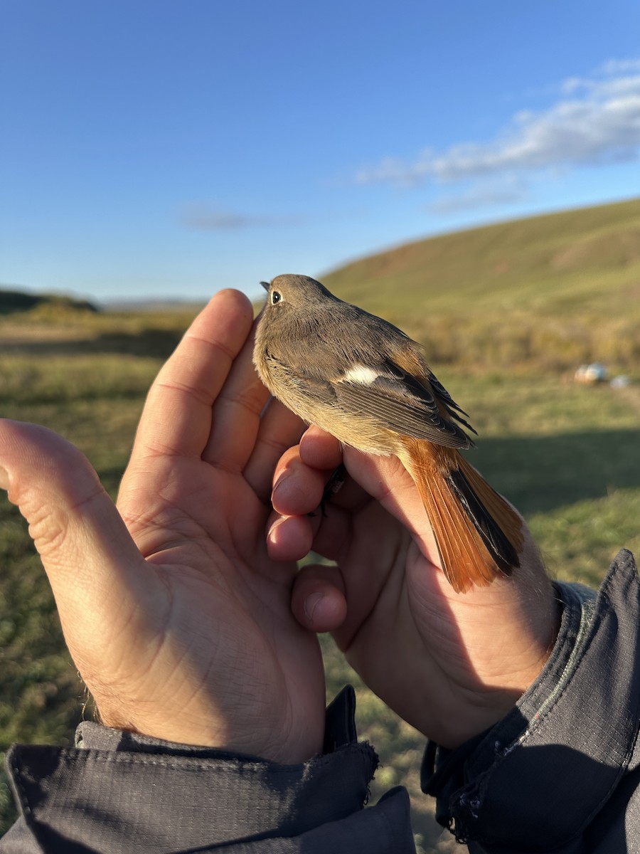 Daurian Redstart - Cotoara Andrei