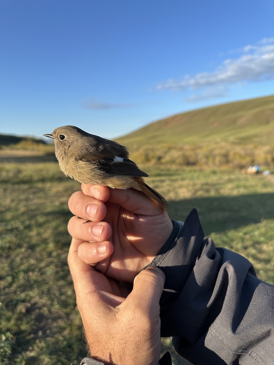 Daurian Redstart - Cotoara Andrei