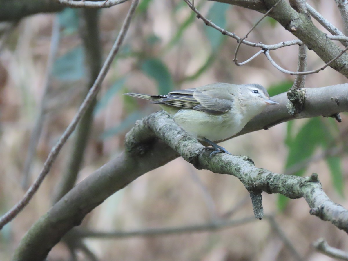 Ötücü Vireo - ML623688367