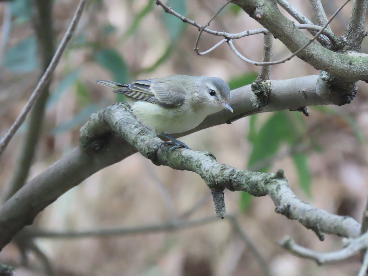 Ötücü Vireo - ML623688369