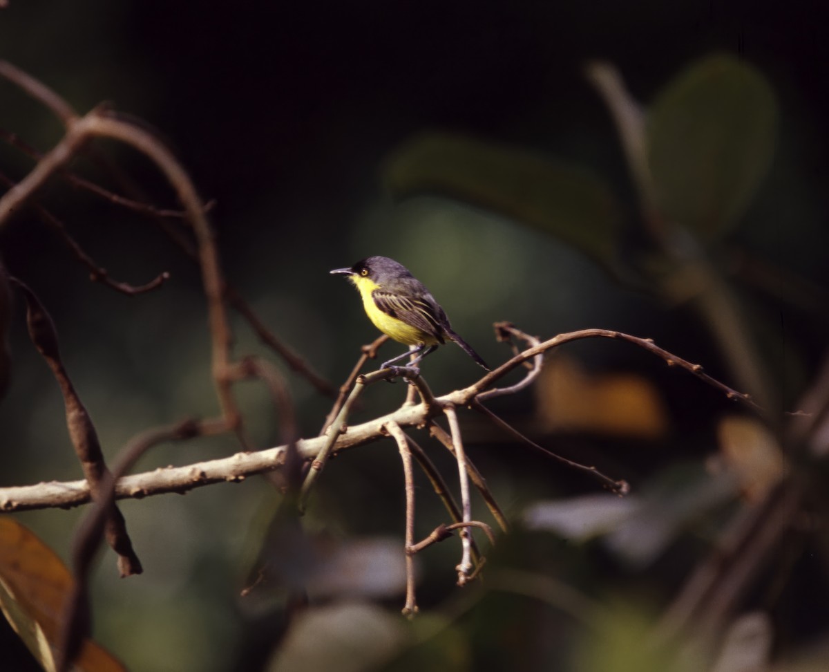 Common Tody-Flycatcher - ML623688375