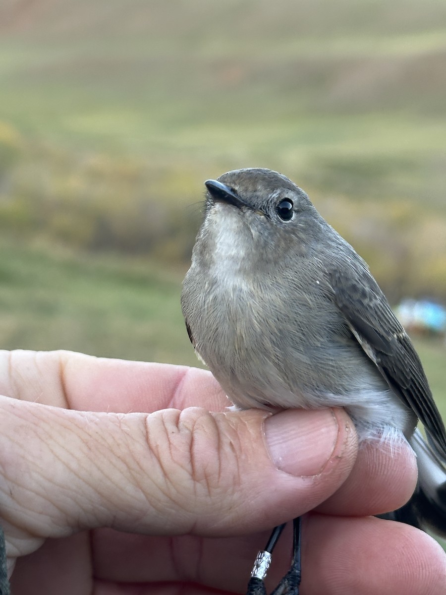 Taiga Flycatcher - ML623688376