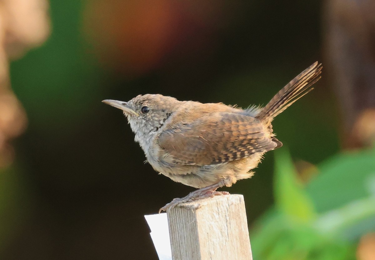 House Wren - ML623688387