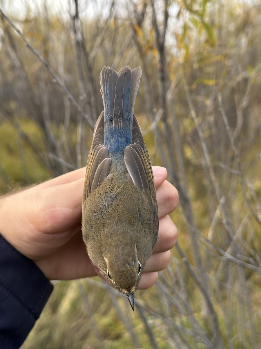 Red-flanked Bluetail - ML623688422