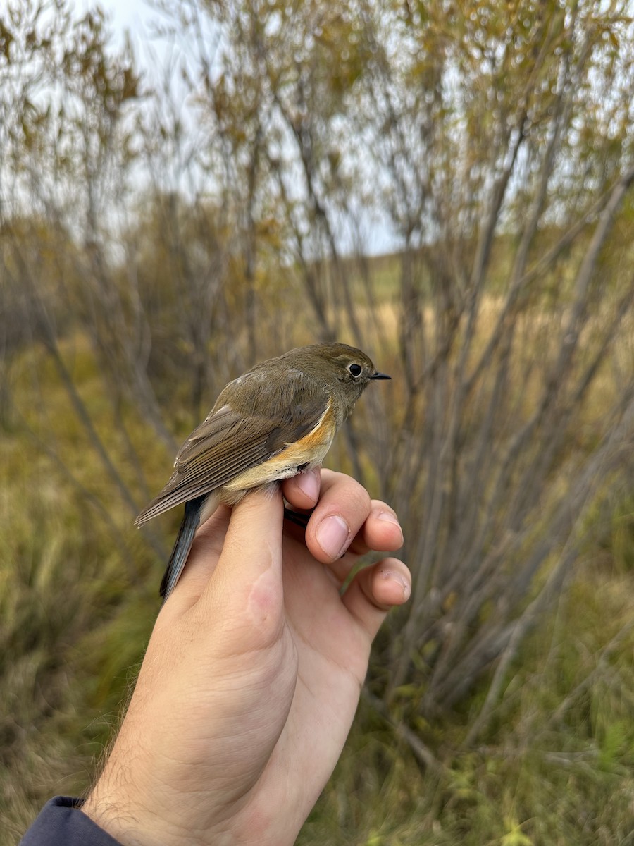 Red-flanked Bluetail - ML623688423