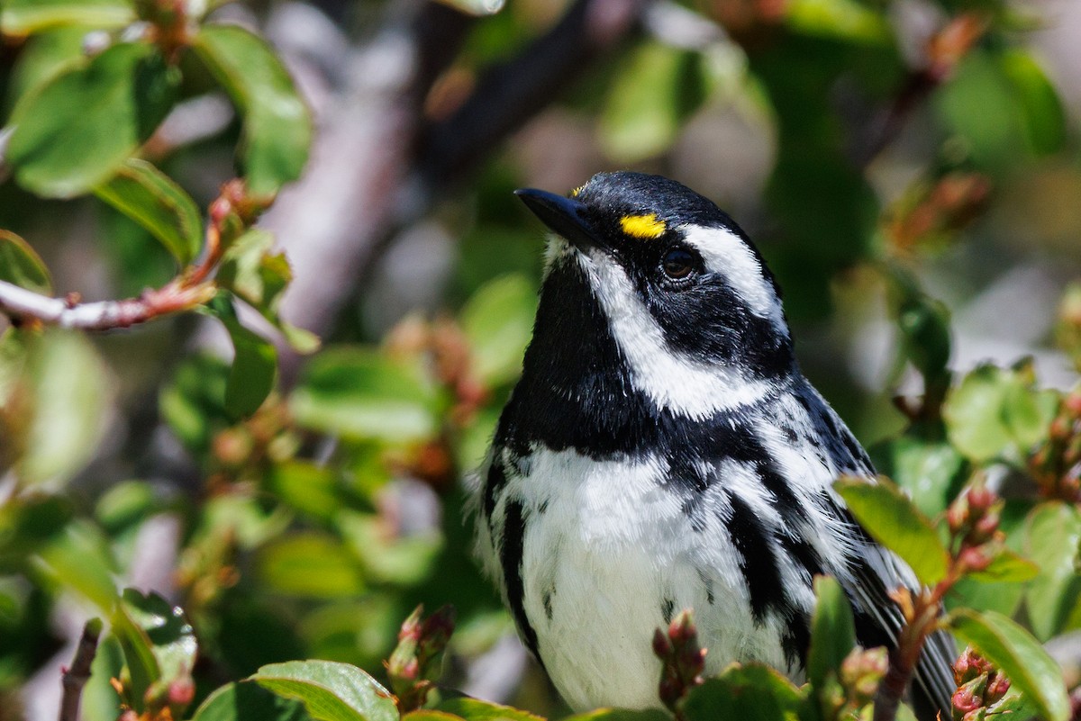 Black-throated Gray Warbler - ML623688436