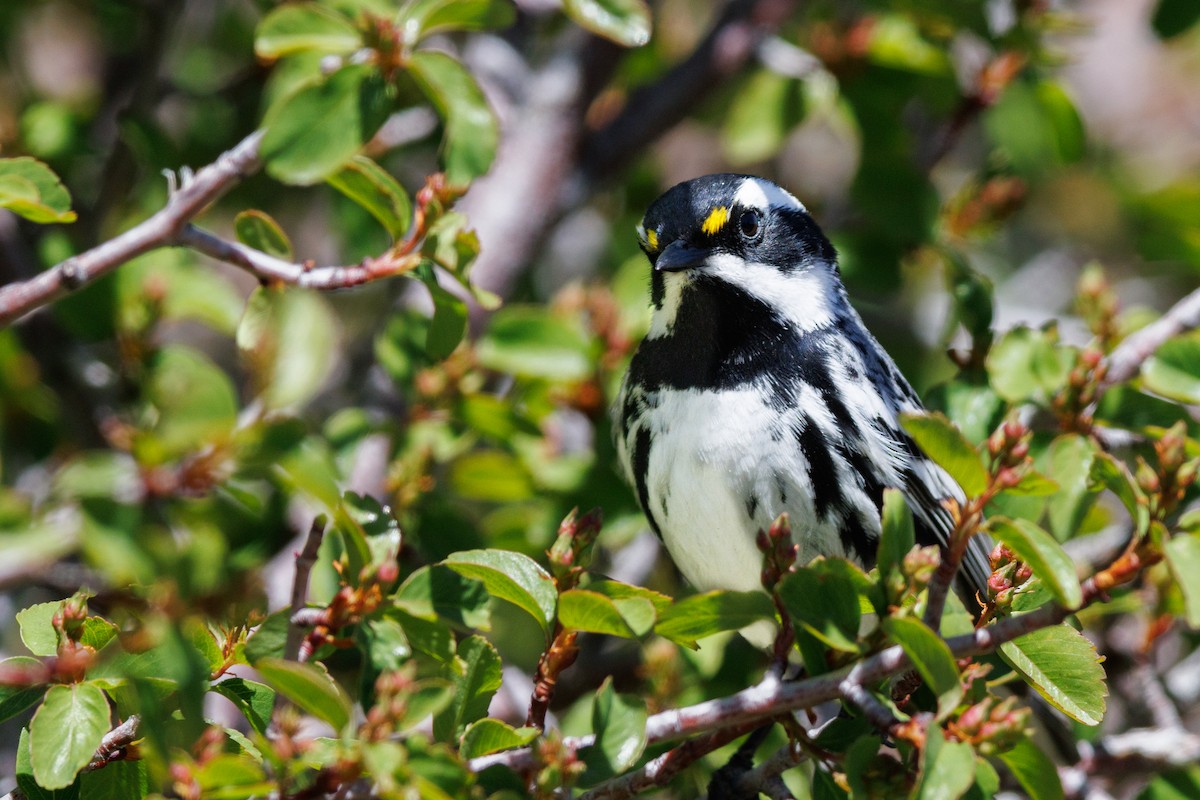 Black-throated Gray Warbler - ML623688437