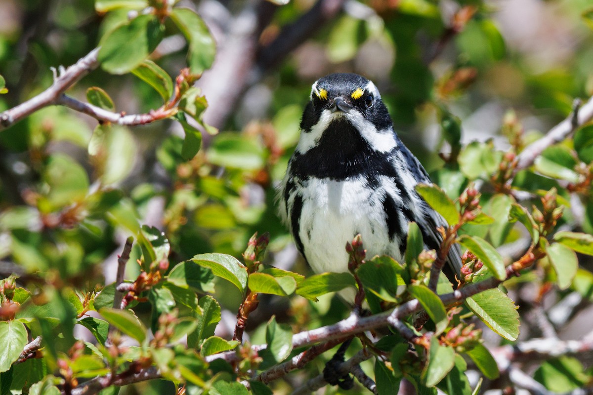 Black-throated Gray Warbler - ML623688438