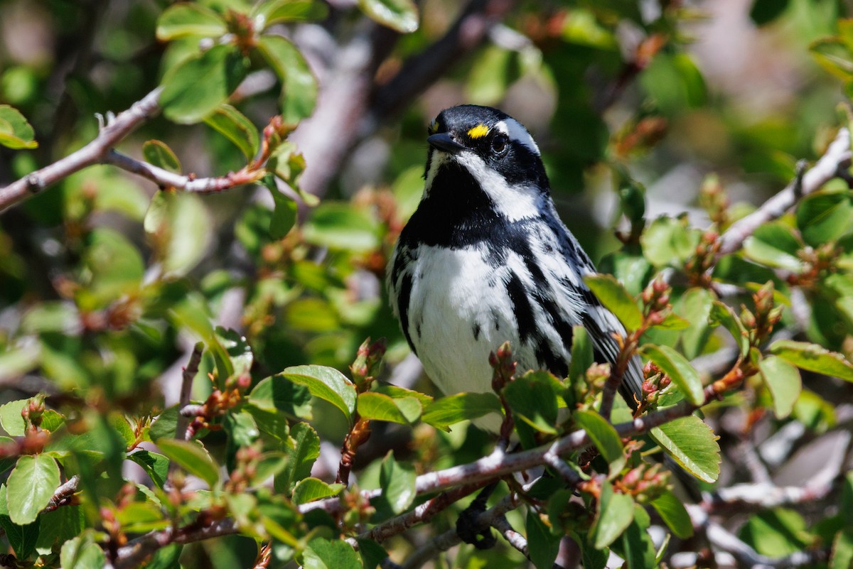 Black-throated Gray Warbler - ML623688441