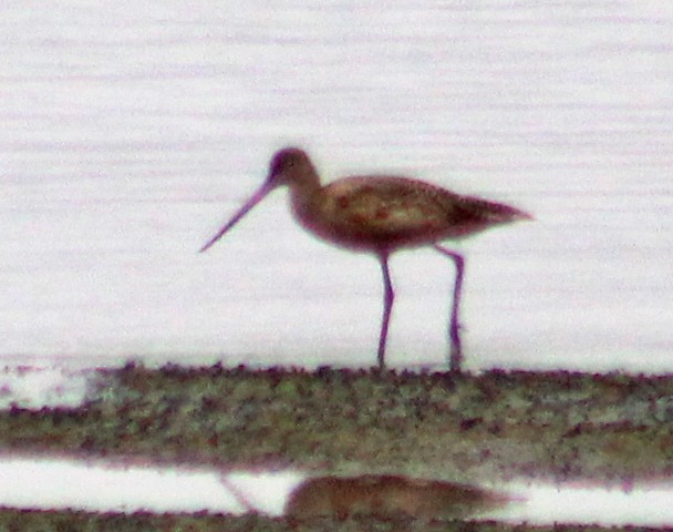 Marbled Godwit - ML623688447