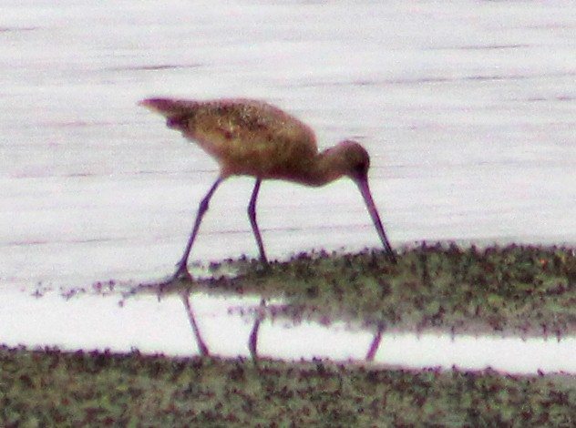 Marbled Godwit - ML623688448