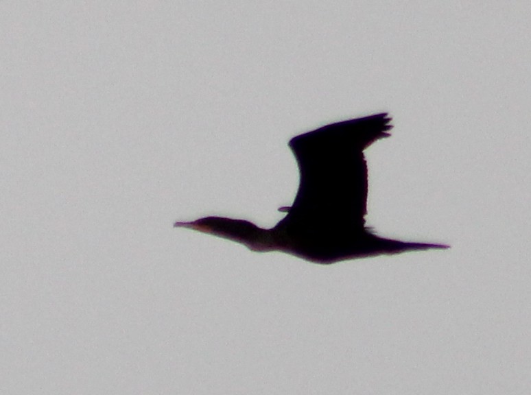 Double-crested Cormorant - ML623688468