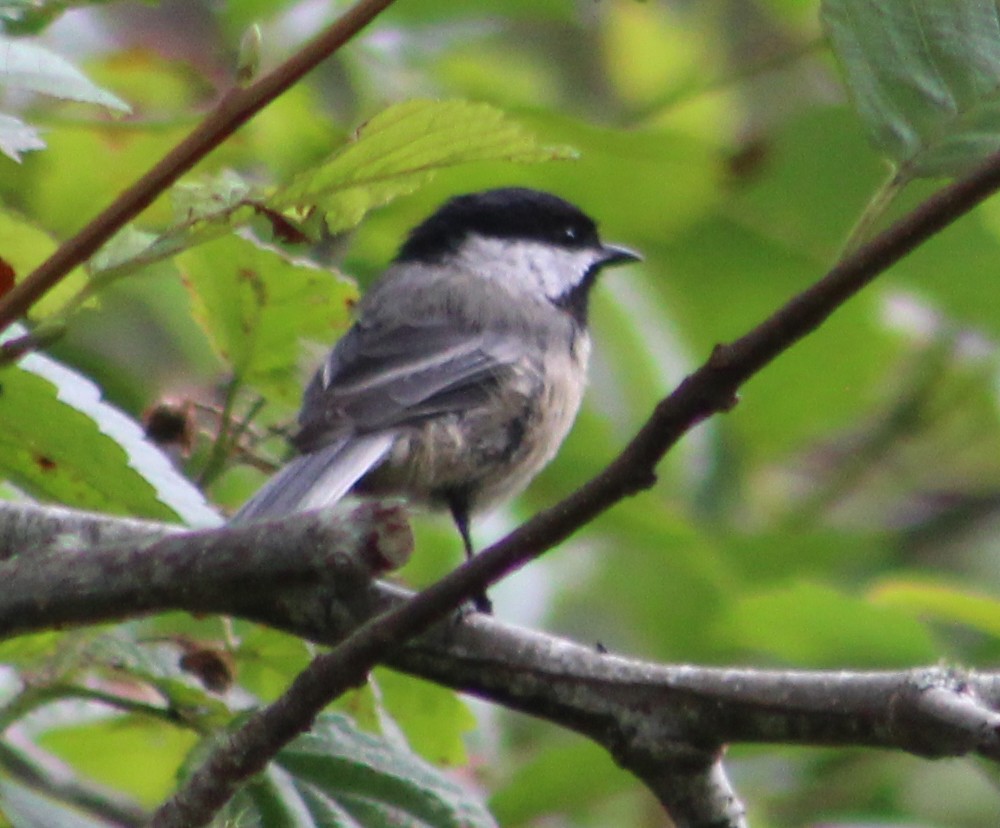 Black-capped Chickadee - ML623688474