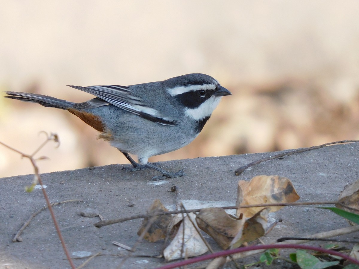 Ringed Warbling Finch - ML623688481