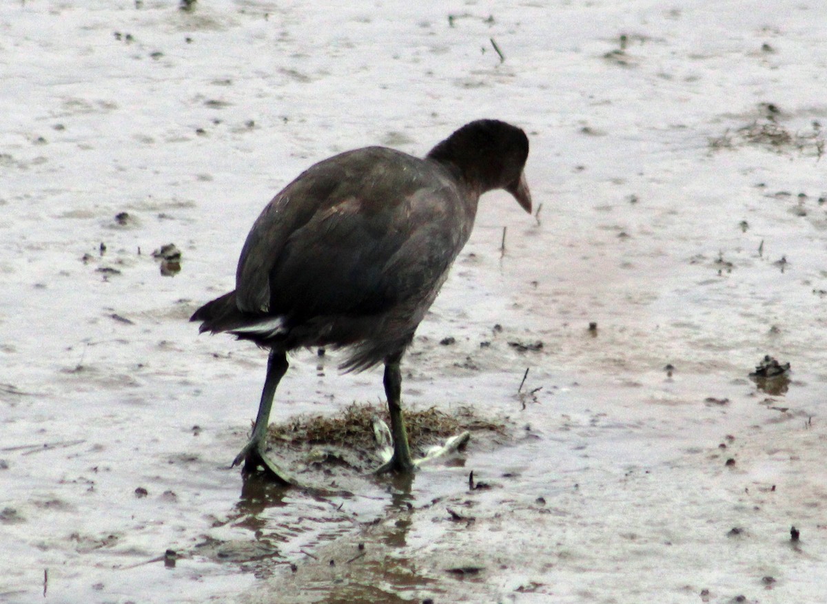 Virginia Rail - ML623688482