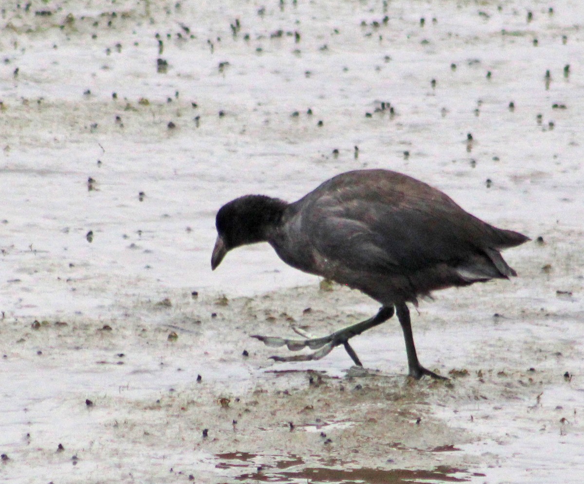 Virginia Rail - ML623688483