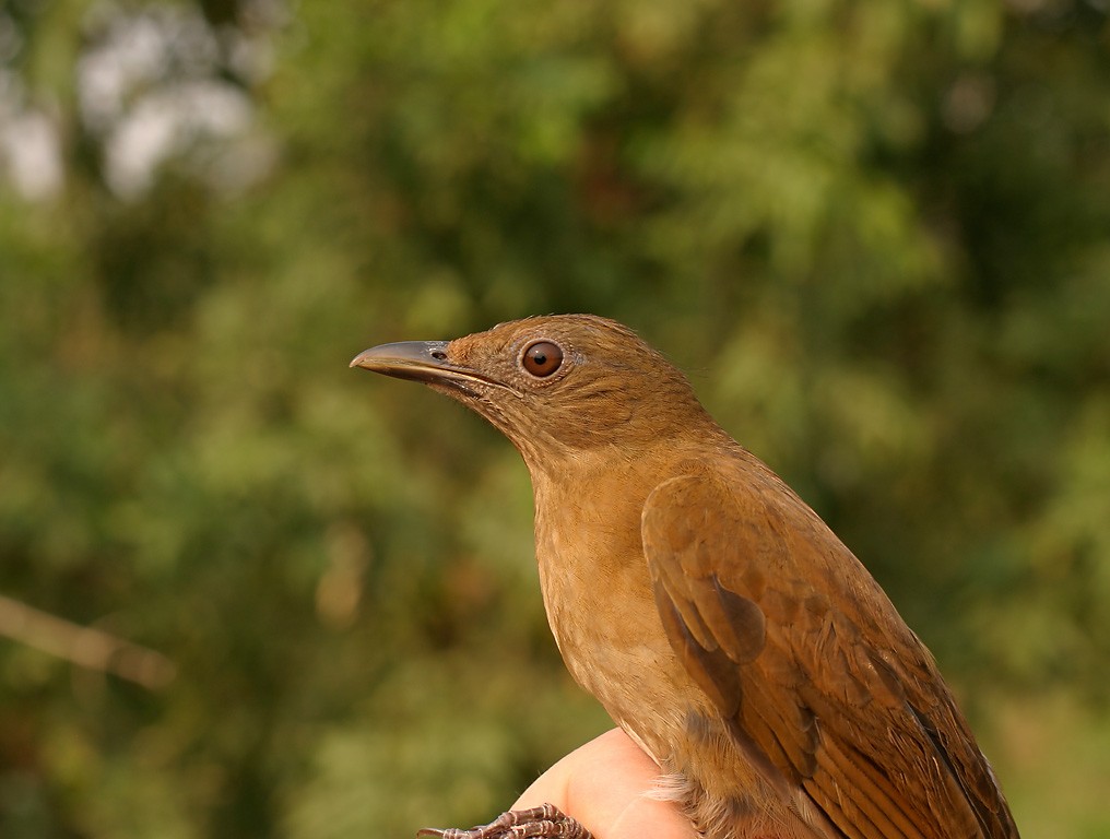 Hauxwell's Thrush - Joseph Tobias