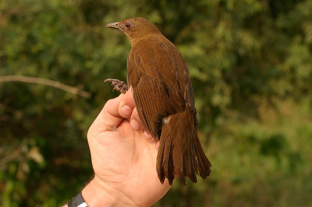 Hauxwell's Thrush - ML623688485