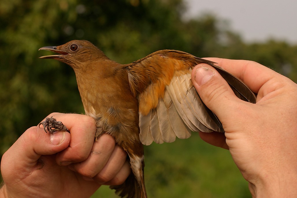 Hauxwell's Thrush - ML623688486