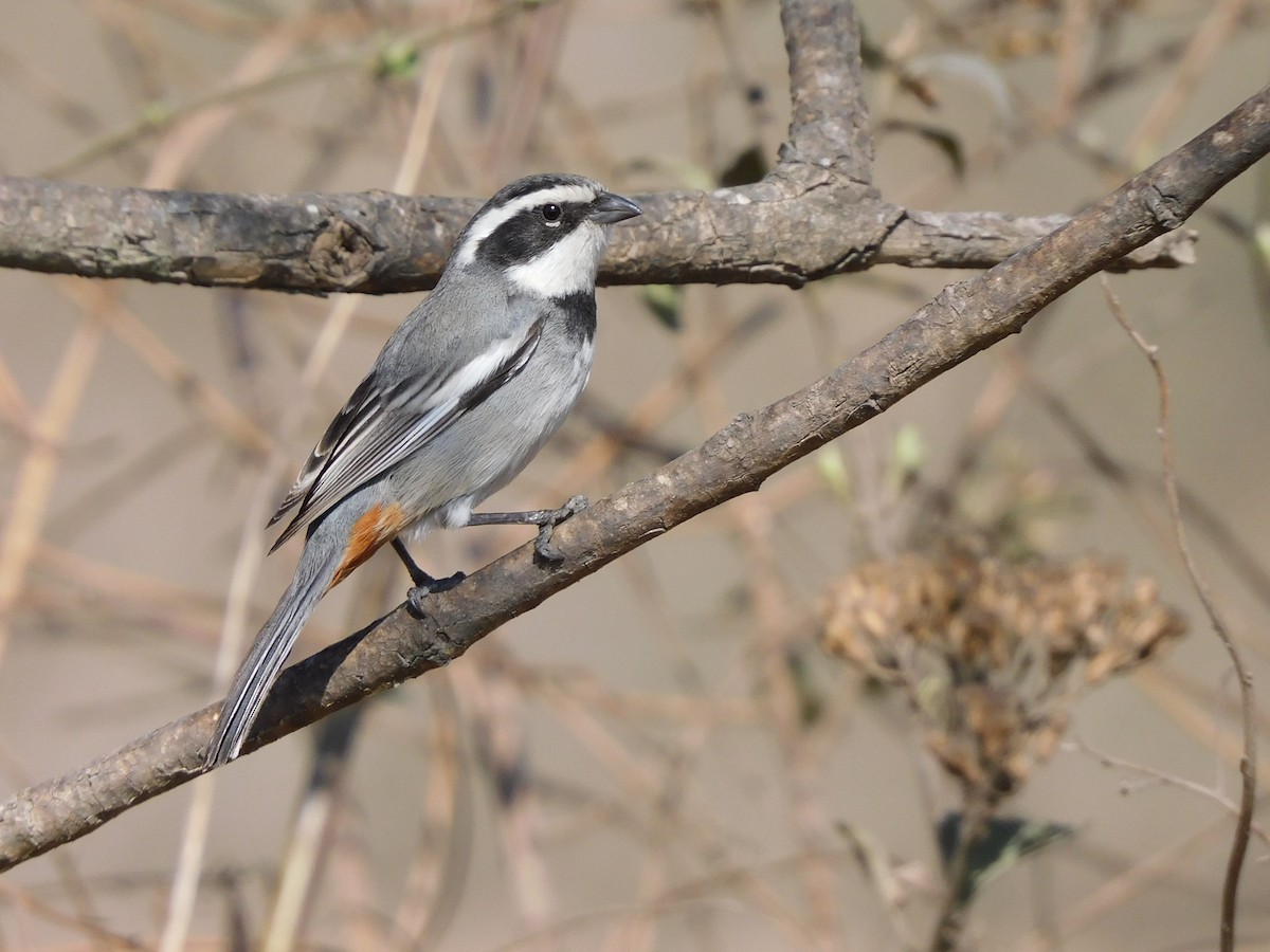 Ringed Warbling Finch - ML623688499