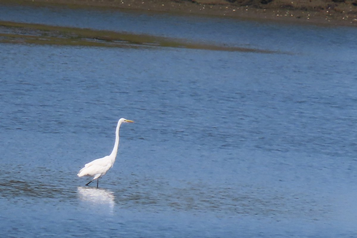 egretthegre - ML623688510