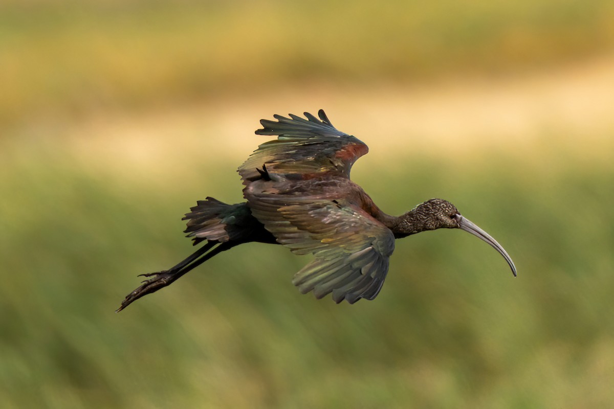 White-faced Ibis - ML623688514