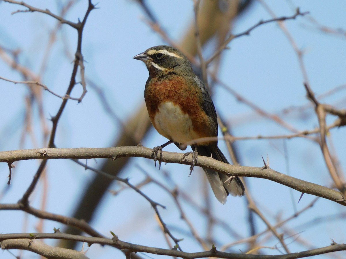 Black-and-chestnut Warbling Finch - ML623688522