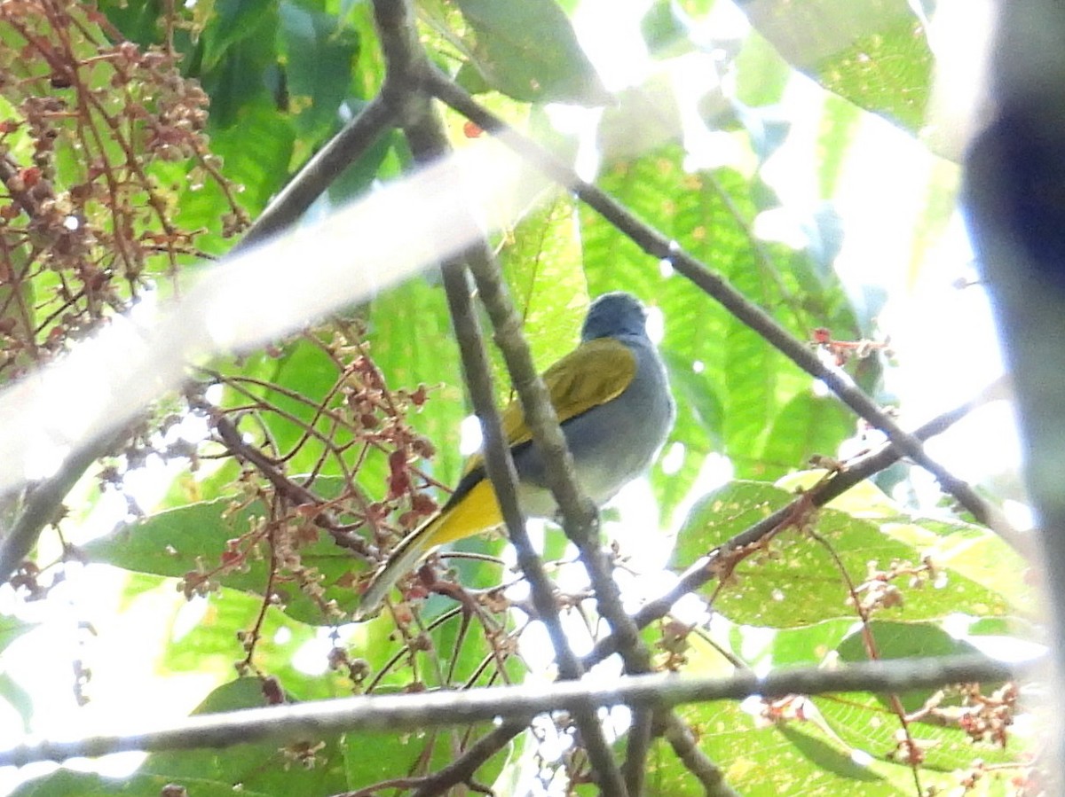 Gray-bellied Bulbul - bob butler