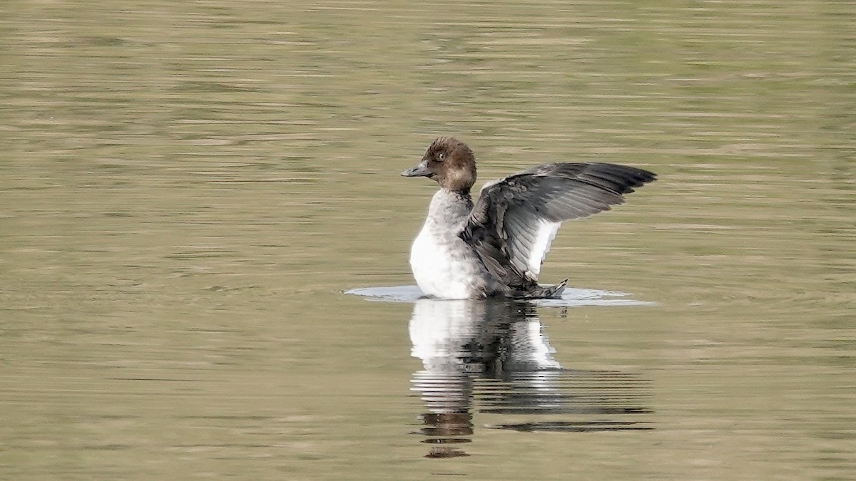 Common Goldeneye - ML623688652