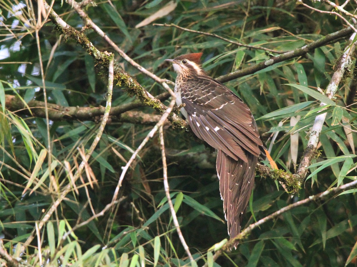 Pheasant Cuckoo - ML623688677