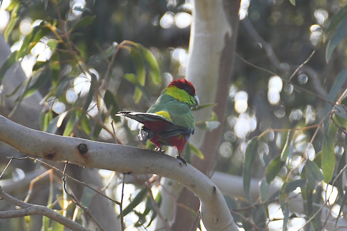 Red-capped Parrot - ML623688704