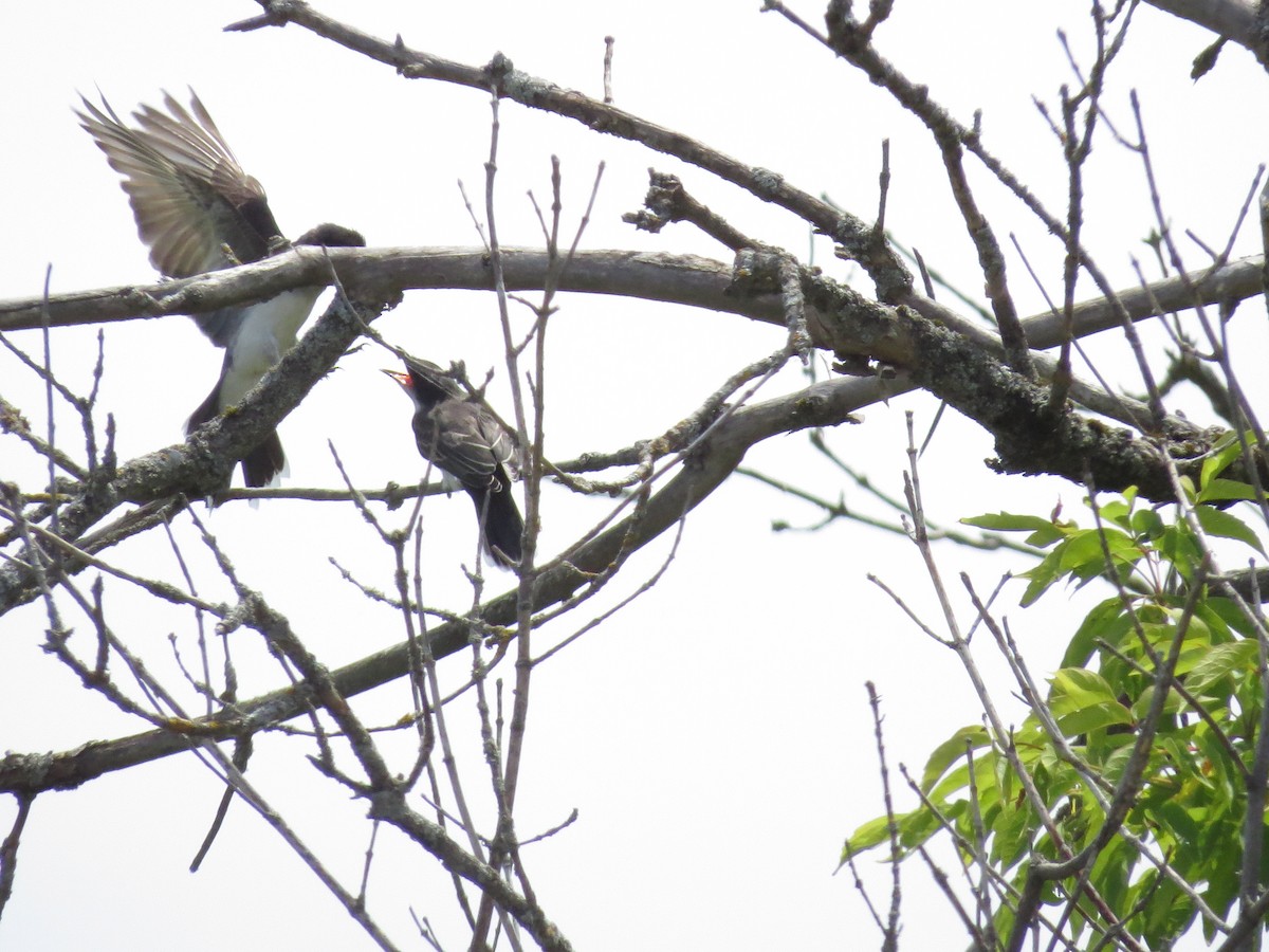 Eastern Kingbird - ML623688705