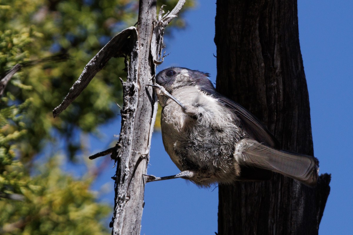 Juniper Titmouse - ML623688706