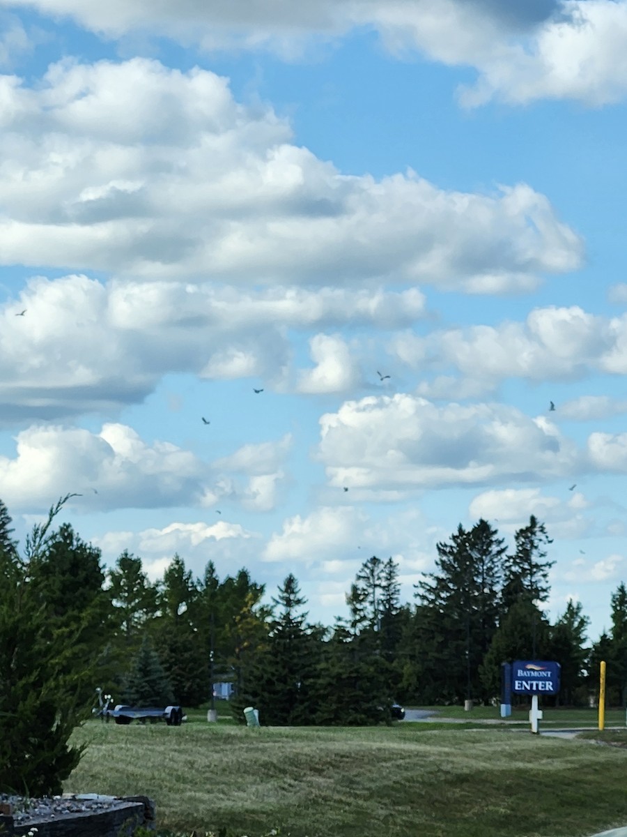 Ring-billed Gull - ML623688714