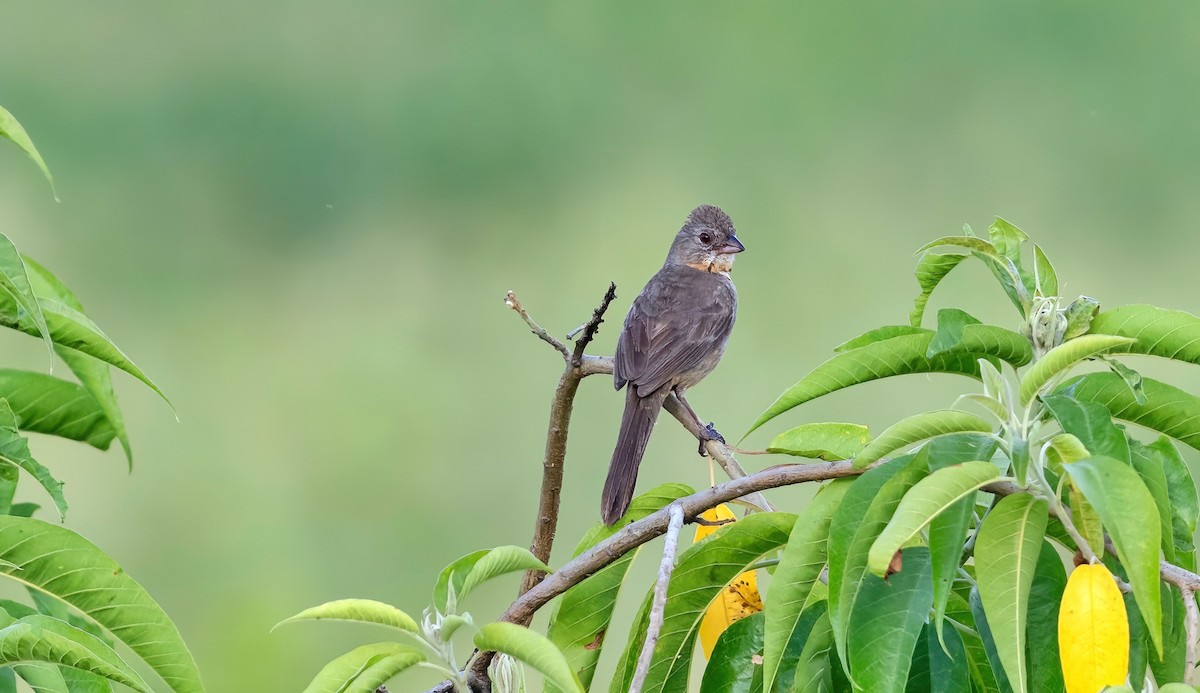 White-throated Towhee - ML623688732