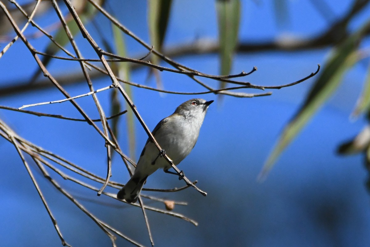 Western Gerygone - ML623688735