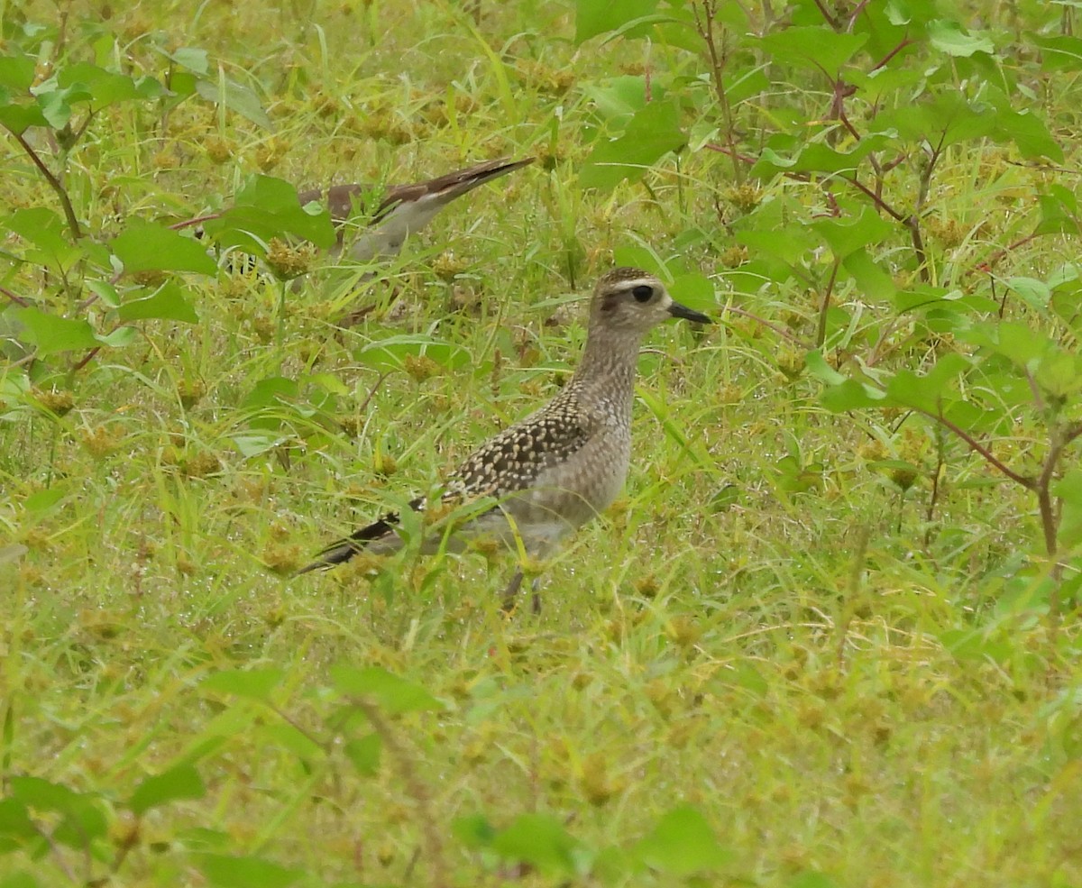 American Golden-Plover - ML623688736