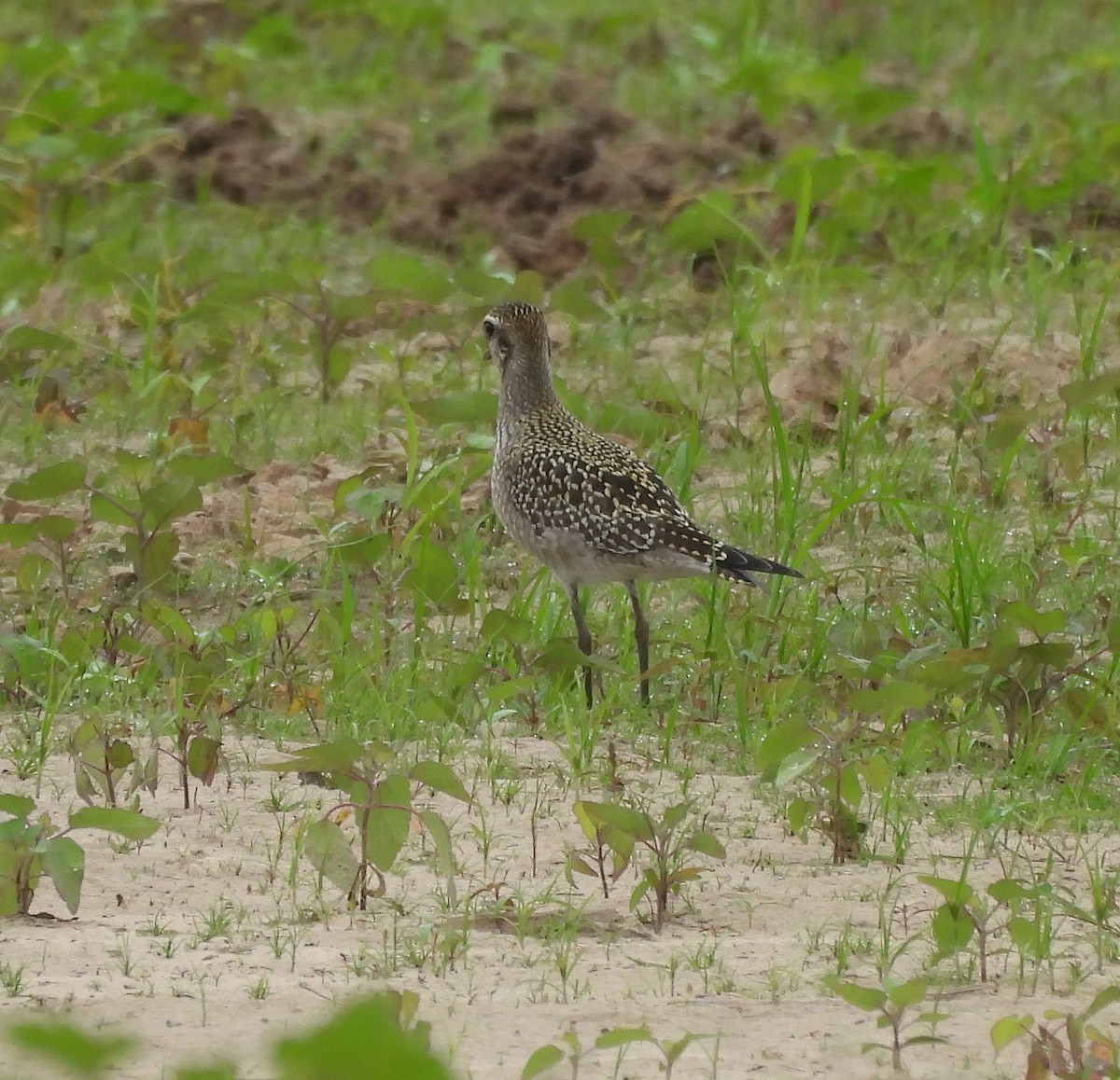 American Golden-Plover - ML623688741