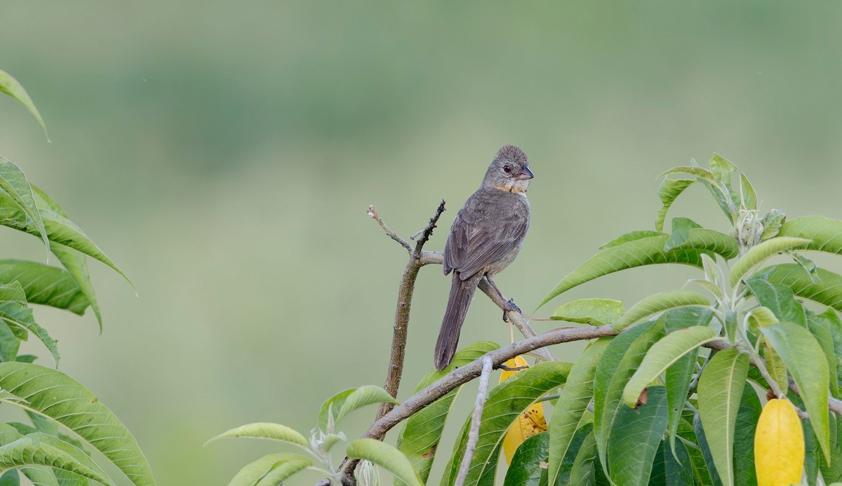 White-throated Towhee - ML623688743