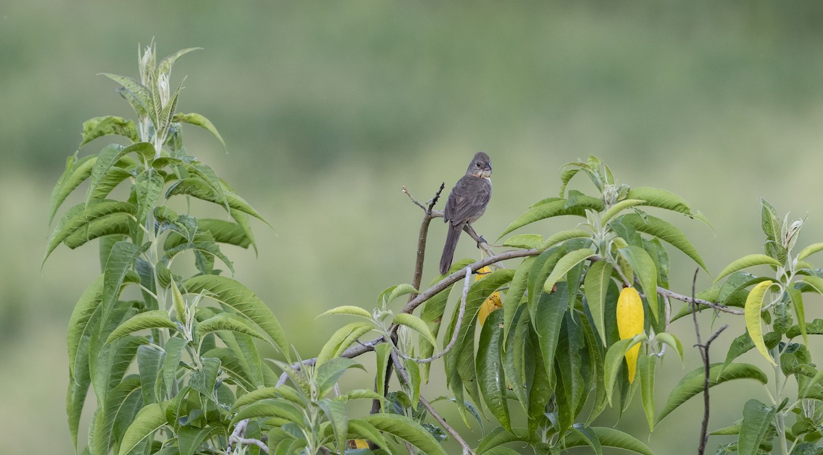 White-throated Towhee - ML623688747