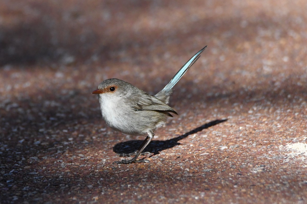 Splendid Fairywren - ML623688749